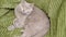 Gray Fluffy Domestic Cat Resting on a Green Soft Blanket. Zoom