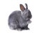 Gray fluffy dwarf rabbit sits with a raised paw, on wh