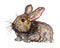 Gray fluffy hare rabbit siting