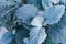 Gray fluffy leaves of Centaurea cineraria close-up. Natural vegetable texture, background