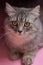 Gray fluffy playful cat with yellow eyes on a pink background close-up,copy space.Beautiful cat