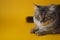 Gray fluffy playful cat with yellow eyes on a yellow background close-up,copy space.Beautiful cat