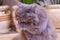 gray fluffy purebred British cat sits in a room on the floor against the background of domestic flowers and washes.