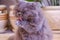 gray fluffy purebred British cat sits in a room on the floor against the background of domestic flowers and washes.