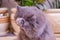 gray fluffy purebred British cat sits in a room on the floor against the background of domestic flowers and washes/