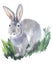 Gray fluffy rabbit sitting in the grass