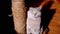 Gray Fluffy Scottish Cat Sits Next to a Scratching Post in the Rays of Sunlight