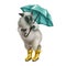 Gray fluffy sheep with blue umbrellas in yellow rubber boots. Autumn weather. A lamb in the rain. Isolated