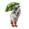 Gray fluffy sheep with green umbrellas in red rubber boots. Autumn weather. A lamb in the rain. Isolated