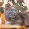 A gray, fluffy sits near the houseplant and looks carefull