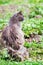 Gray, fluffy sits on stump in grass and looks gaze forwar