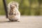 Gray fluffy squirrel with a nut. Picture of a cute animal in nature. Red-haired mammal on a green background. Feeding squirrels in