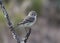 Gray Flycatcher