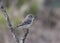 Gray Flycatcher empidonax wrightii