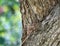 A gray flycatcher hatches chicks. The bird and the nest are the same color as the tree, they merge in color.