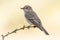 Gray flycatcher,  Muscicapa striata  in winter plumage