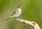 Gray Flycatcher. Oregon, US