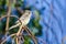 Gray Flycatcher Perched on a Branch