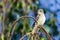 Gray Flycatcher Perched on a Branch