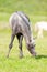 Gray foal eating grass in field