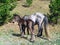 A gray foal and a thin horse graze among the pines