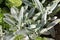 Gray foliage of Stachys byzantina syn. Stachys lanata or lamb`s ears plant