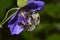 Gray forest bumblebee on a flower