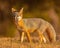 Gray Fox poses while searching for his next meal.