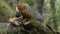 Gray fox resting on a tree