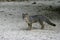 Gray fox, Urocyon cinereoargenteus