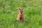 Gray fox Urocyon cinereoargenteus with bright orange coloring sitting with ears back in green grass field - Pembroke Pines,