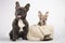 Gray French Bulldog family and puppy tucked into a basket on white background