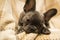 A gray french bulldog puppy lies on a cozy plaid blanket