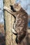 Gray frightened cute cat climbed on the wooden pole up and looks
