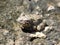 Gray frog against gray background