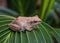 Gray frog ,Amphibian