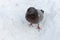 Gray frozen dove on snow background view from above. Dove close up. Urban bird concept.