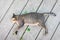 A gray funny drunk cat is sleeping after take a root of indian copperleaf catnip on the wooden floor