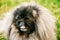 Gray Funny Pekingese Pekinese Peke Dog Resting in Summer Grass