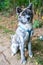 A gray-furred Akita Inu, sitting in the park, wearing a dog harness, with a bowl in the background