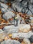 Gray-furred monkey perched atop a pile of large gray rocks eating an apple