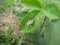 Gray furry beetle on leaf in Swaziland