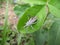 Gray furry beetle on leaf in Swaziland