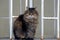 Gray furry cat sitting on the street near the wall with iron bars
