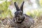 Gray garden rabbit with hay selective focus