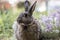 Gray garden rabbit soft light purple flowers
