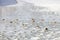 gray geese in snow and ice on floodplanes of river rhine in holland