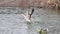 Gray geese swim and fly on lake slow motion