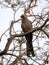 Gray go-away-bird, Corythaixoides concolor, is fairly common, Botswana