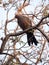 Gray go-away-bird, Corythaixoides concolor, is fairly common, Botswana